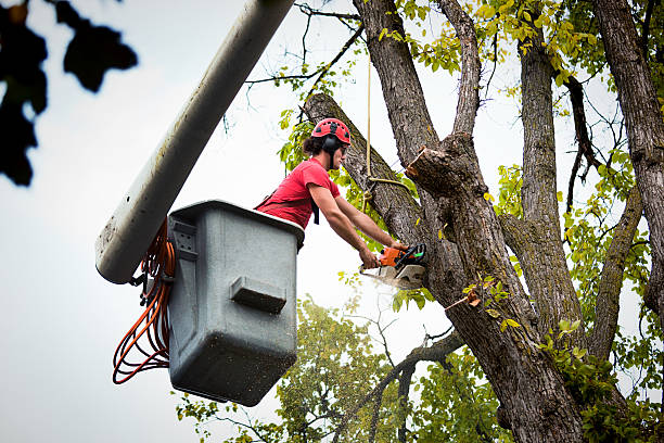 Professional Tree Removal and Landscaping Services in Galesville, WI